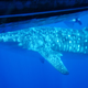 Image for article titled Review: Pentax W60 Waterproof Camera Catching Whale Sharks